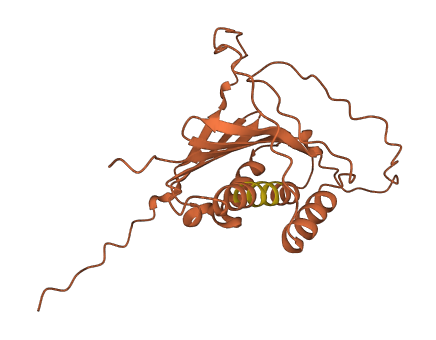 C11orf40 3D structure