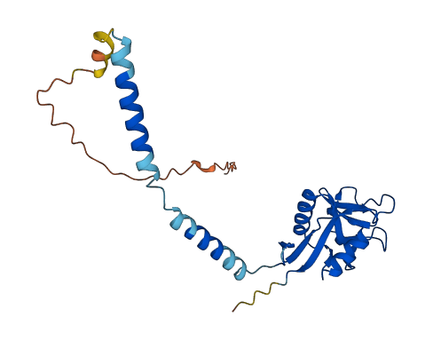Cd209d 3D structure