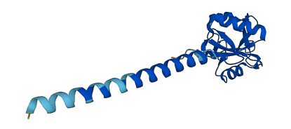 Cd209c 3D structure