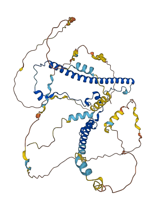 WASF1 3D structure