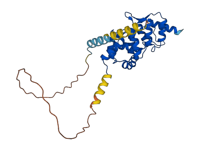 DCUN1D4 3D structure