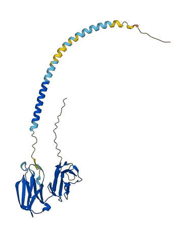 FCGR1B 3D structure