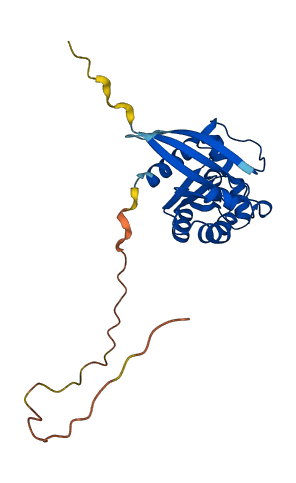 RND1 3D structure