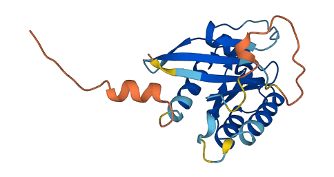 RASL10A 3D structure
