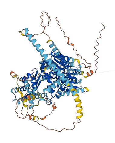DDX12P 3D structure