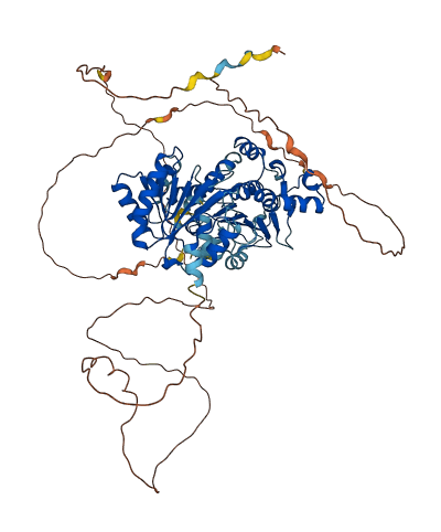 DDX17 3D structure