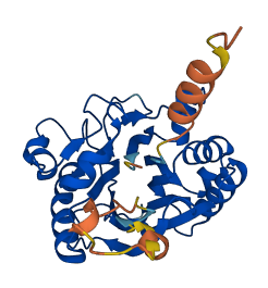 DNASE1L2 3D structure