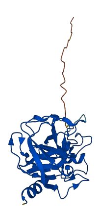 KLK6 3D structure