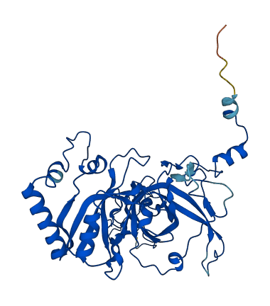 RPL3L 3D structure