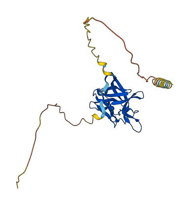 FGF13 3D structure