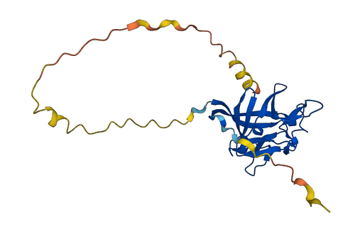 FGF11 3D structure