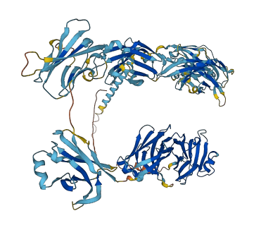 CD101 3D structure