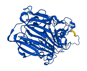 HGD 3D structure