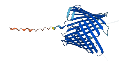 TOMM40L 3D structure