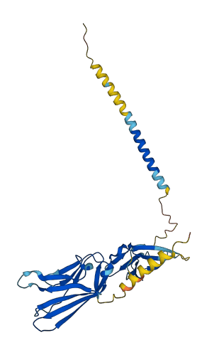 SLAMF9 3D structure