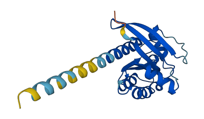 RERG 3D structure