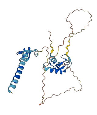 TRIM52 3D structure