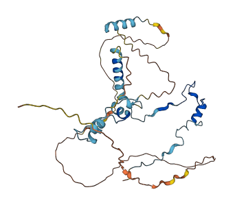 PINX1 3D structure