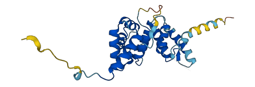 ROPN1L 3D structure
