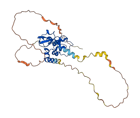BIRC7 3D structure