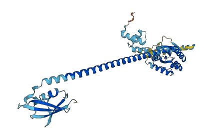FAF2 3D structure