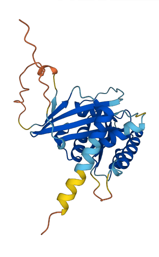 RASD2 3D structure