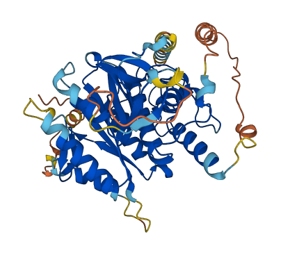ATG4C 3D structure