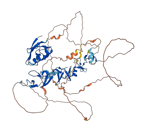 PDLIM5 3D structure