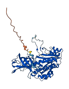 NARS2 3D structure