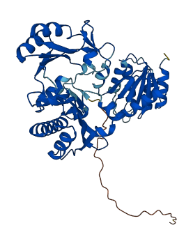 SUCLG2 3D structure