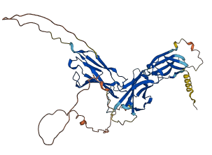 IGSF21 3D structure