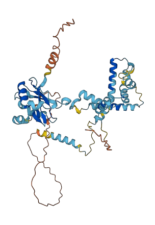 RBM41 3D structure