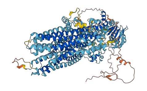 ABCC11 3D structure