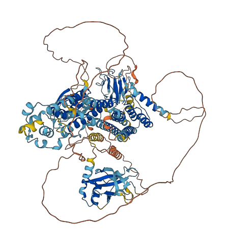RADIL 3D structure