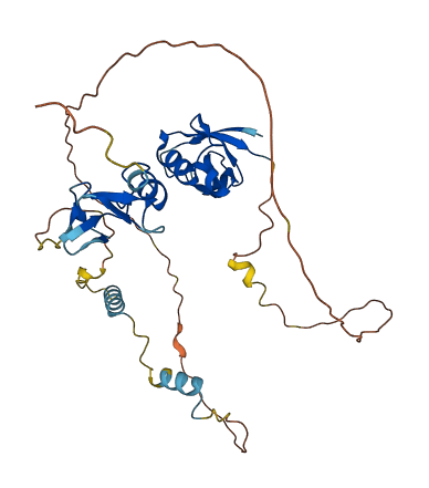 PDLIM2 3D structure