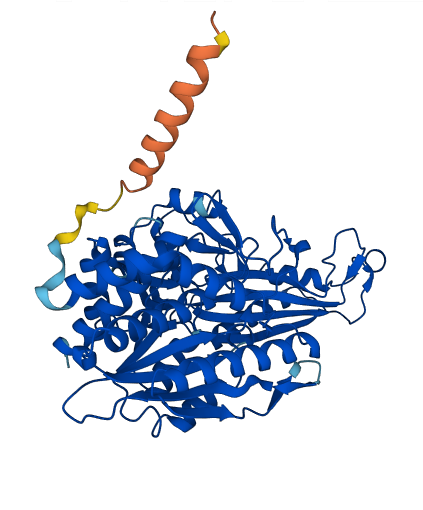 CNDP1 3D structure