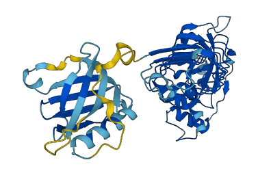 LRR1 3D structure
