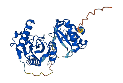 PGLYRP3 3D structure