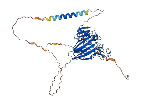 KREMEN1 3D structure