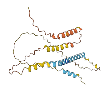 C8orf49 3D structure