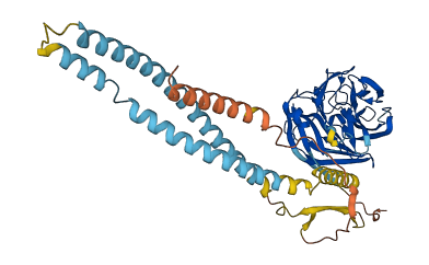 OLFM3 3D structure