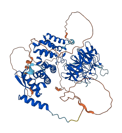 KLHL5 3D structure