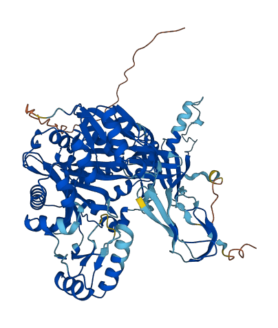 MCCC1 3D structure
