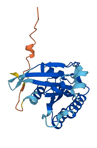 RASL10B 3D structure