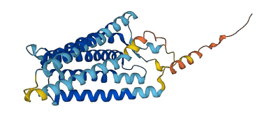NPY6R 3D structure