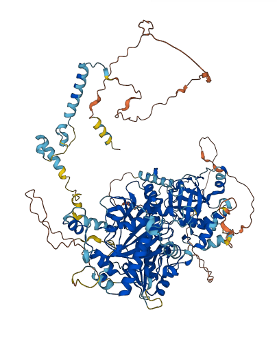 POP1 3D structure