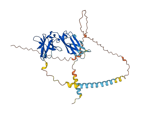 KIR2DL4 3D structure