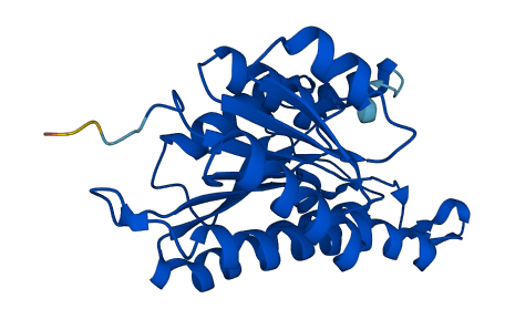 HSD17B10 3D structure