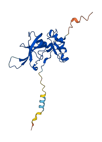 TIMP4 3D structure