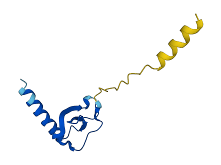 CCL19 3D structure